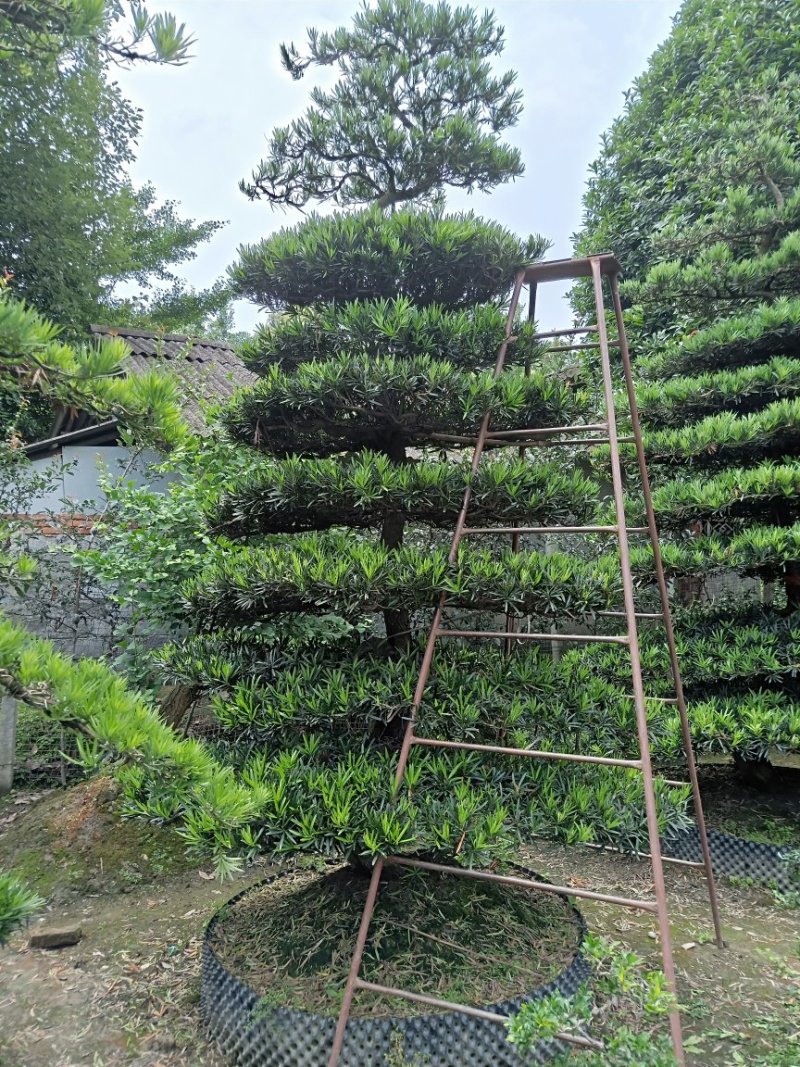 【热销】罗汉松松树地栽盆栽基地直供欢迎致电诚信代办