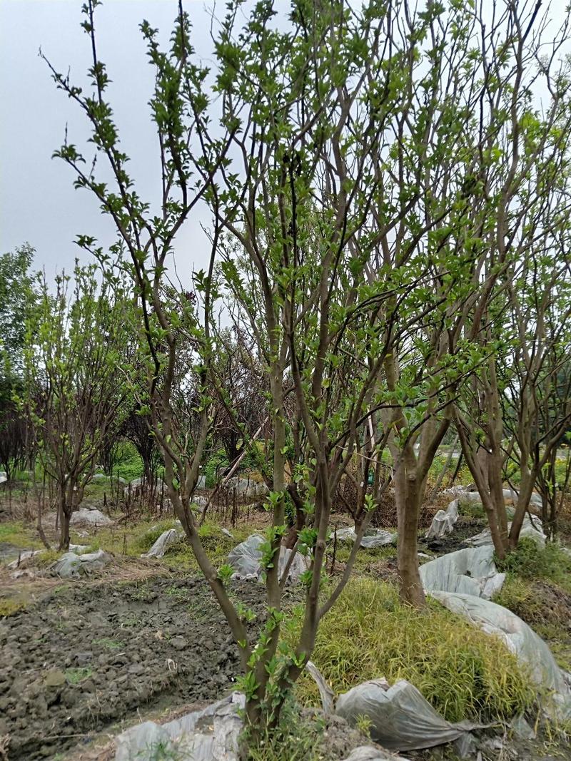 【热销】香泡单干香泡丛生香泡绿化苗木基地直供欢迎致电