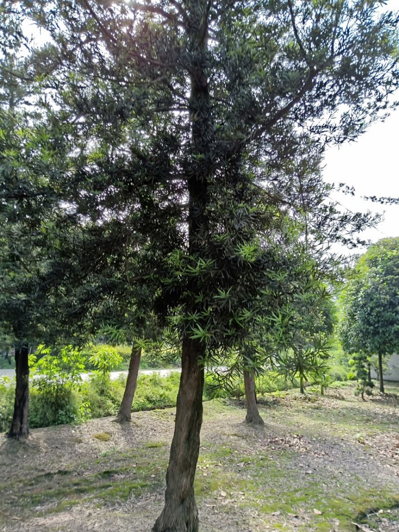 罗汉松，实生罗汉5----30，罗汉松造型10--30
