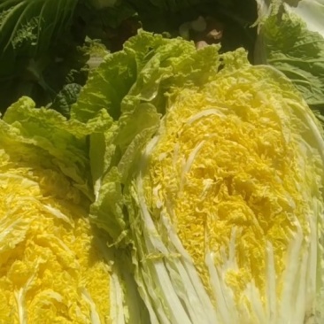 黄心菜