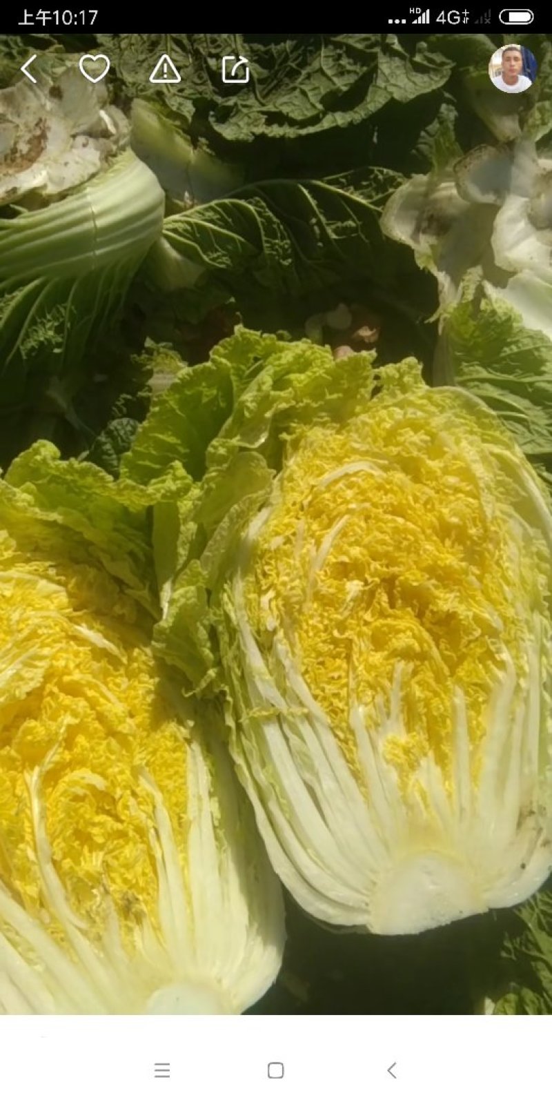 黄心菜