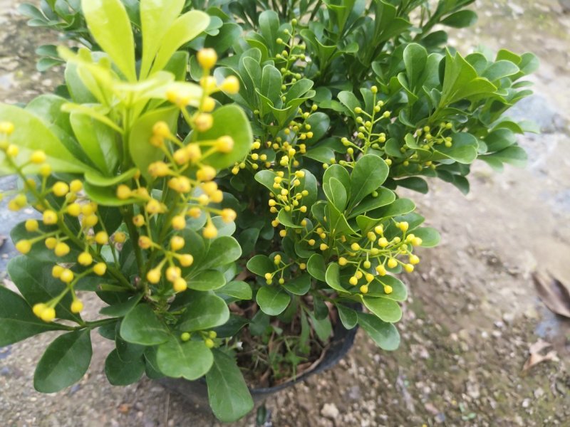 米兰花漳州基地味极香适合市销和绿化的花香**