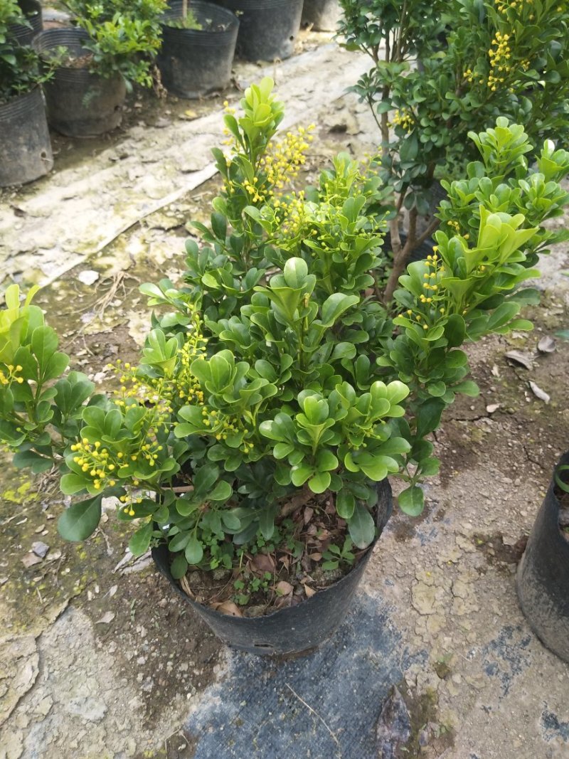 米兰花漳州基地味极香适合市销和绿化的花香**