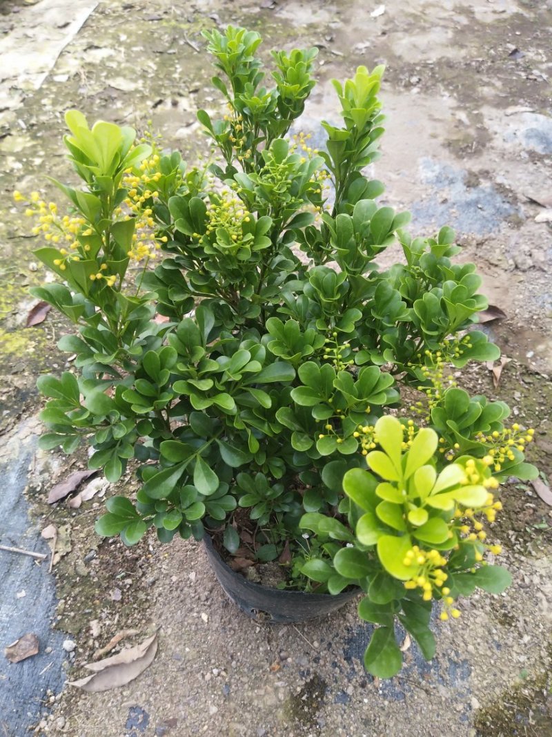 米兰花漳州基地味极香适合市销和绿化的花香**
