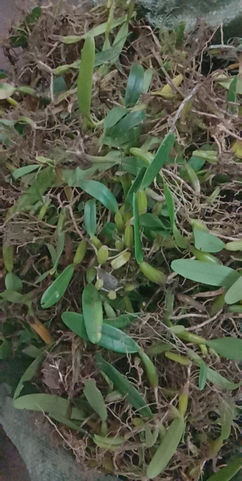 石橄榄
