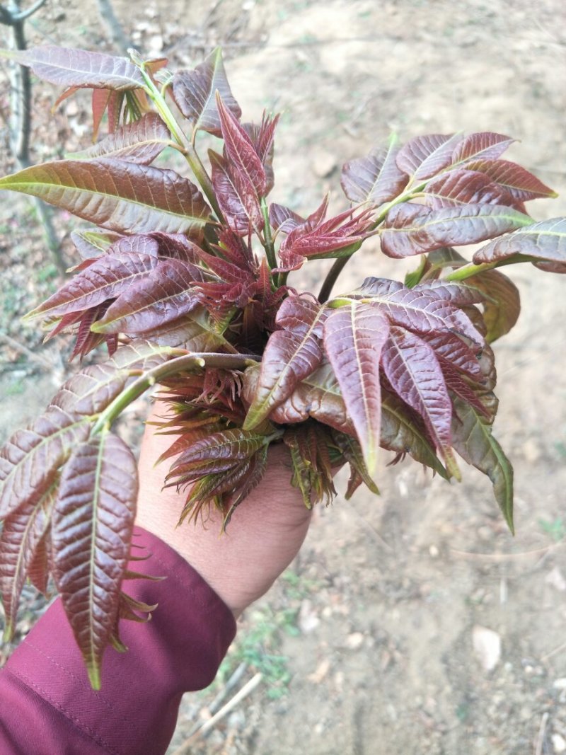 红油香椿苗香椿苗大棚陆地用无偿指导栽植管理技术