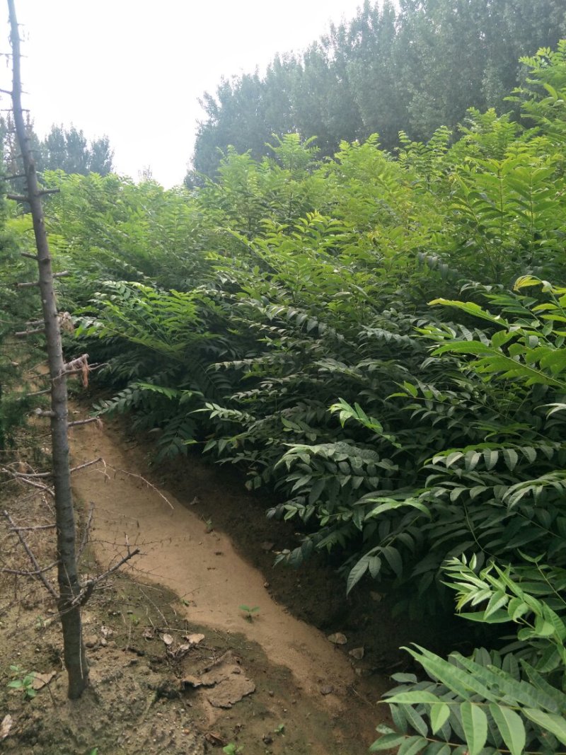 红油香椿苗香椿苗大棚陆地用无偿指导栽植管理技术