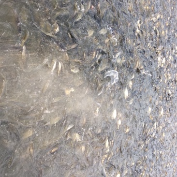 黄金鲫