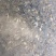 黄金鲫
