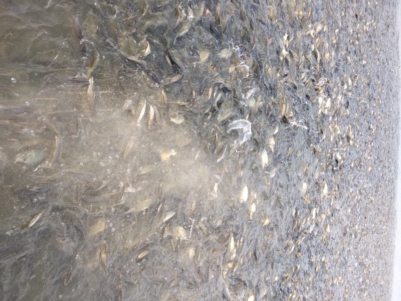 黄金鲫
