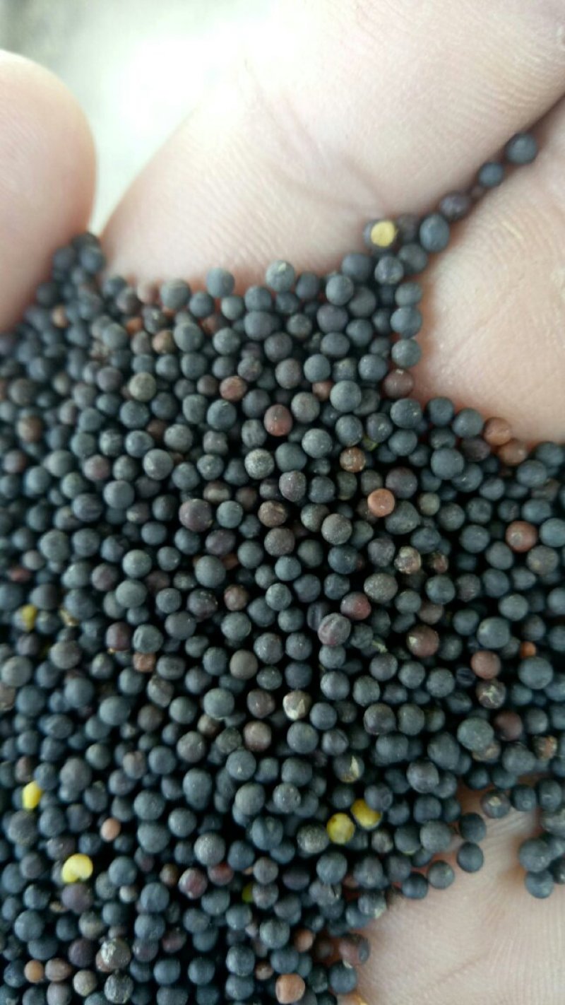 菜籽
