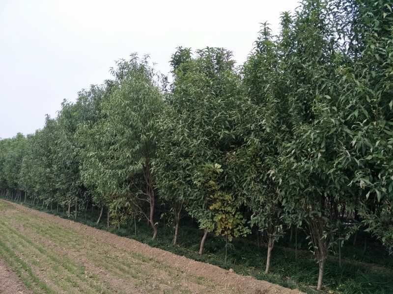 龙柱碧桃