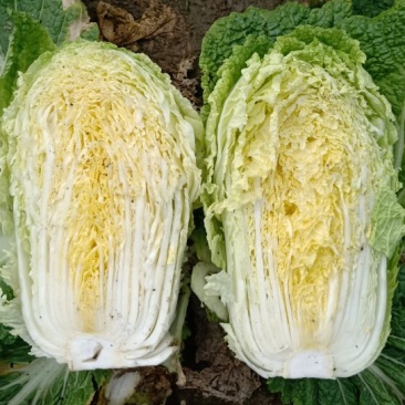 黄心白菜