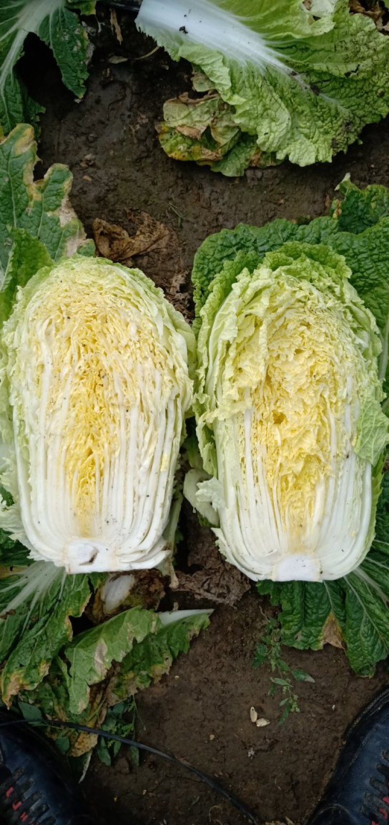 黄心白菜