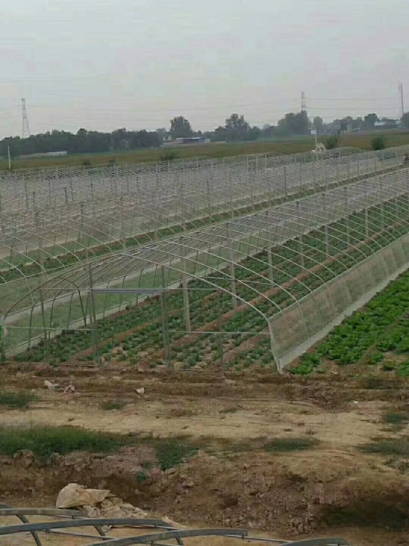 天津大棚骨架普通大棚拱棚暖棚联动温室制作