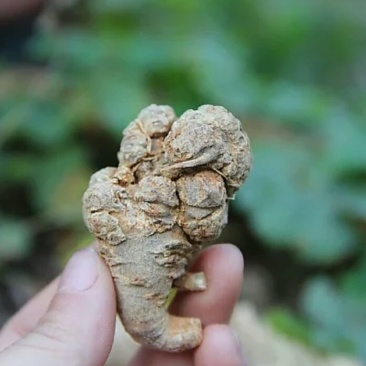 云南文山野生三七带剪口的一斤380块钱