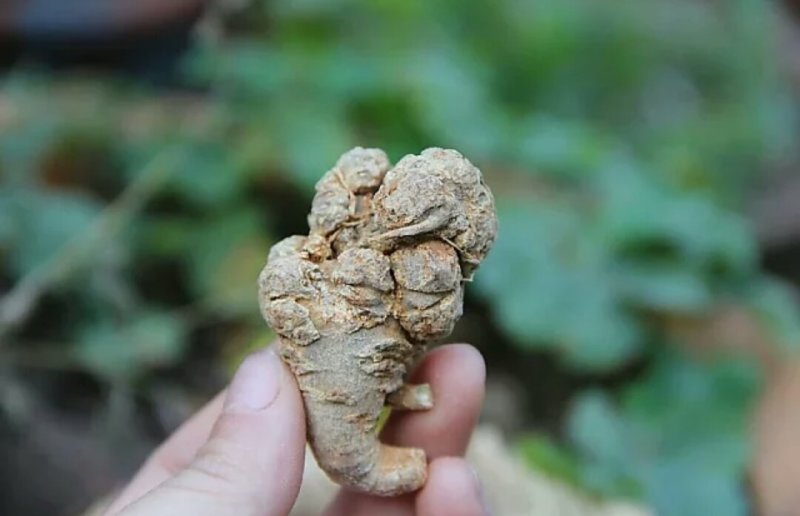 云南文山野生三七带剪口的一斤380块钱