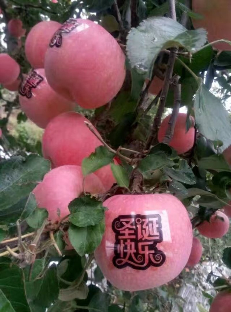 红富士