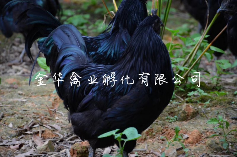 乌骨鸡苗