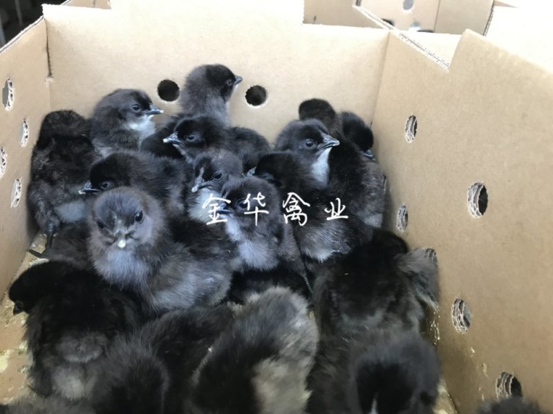 乌骨鸡苗