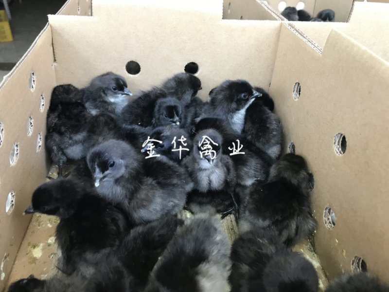 乌骨鸡苗