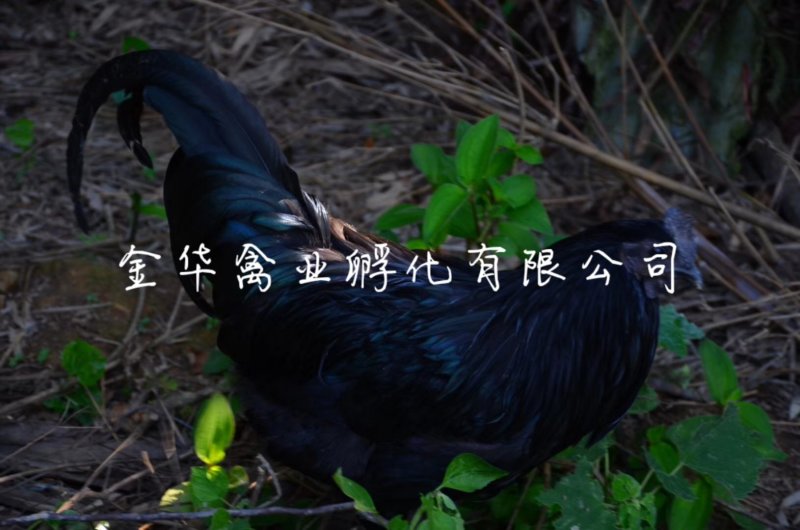乌骨鸡苗