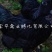 乌骨鸡苗