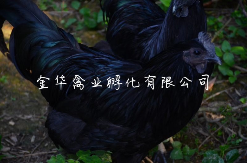 乌骨鸡苗