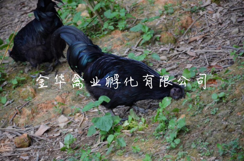 乌骨鸡苗