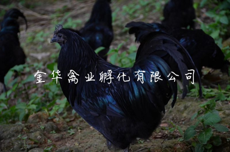 乌骨鸡苗