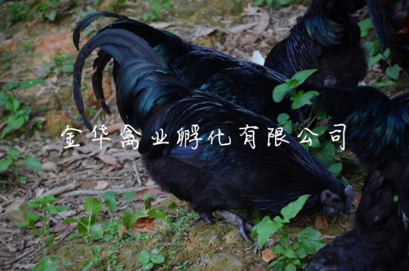 乌骨鸡苗