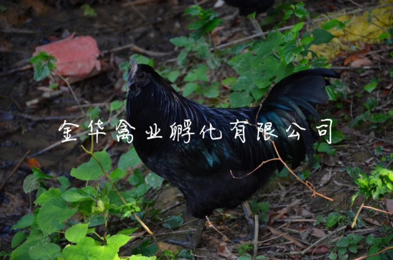乌骨鸡苗