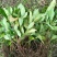 八角树苗