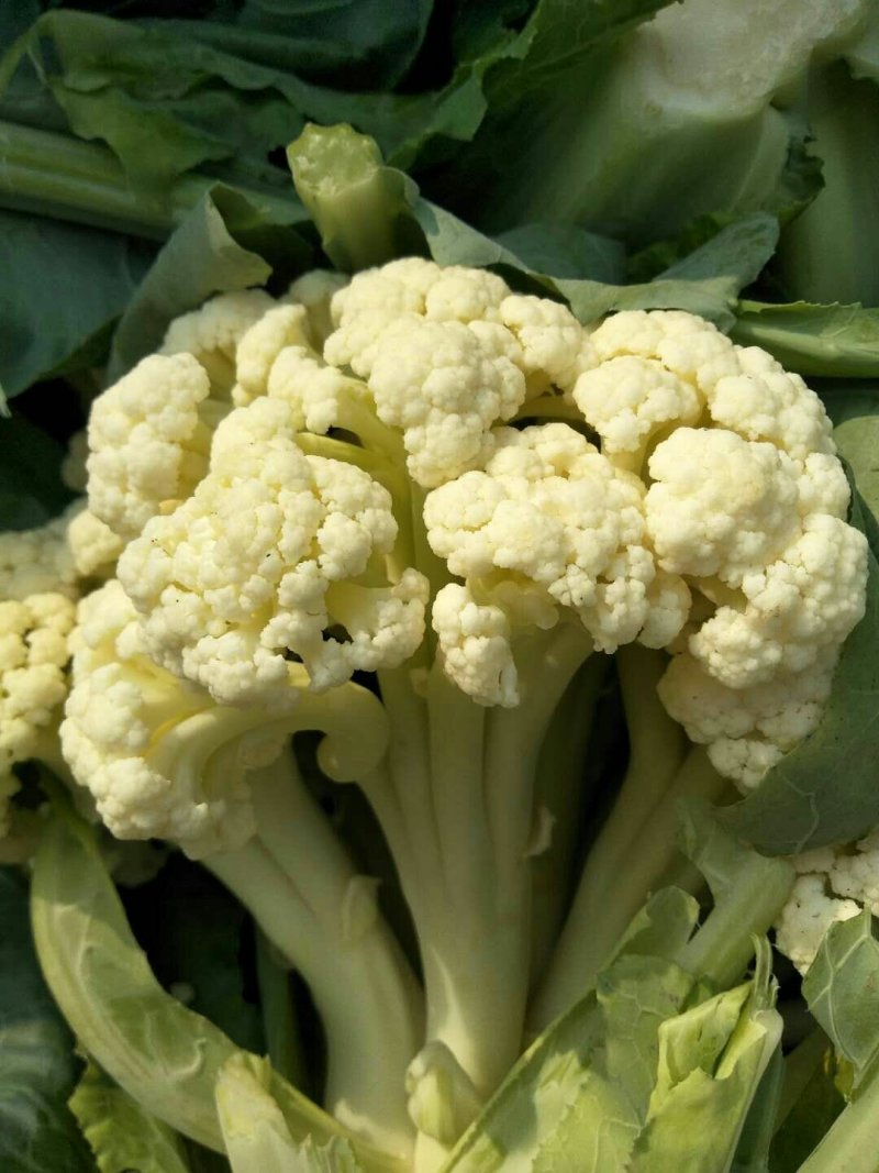 菜花