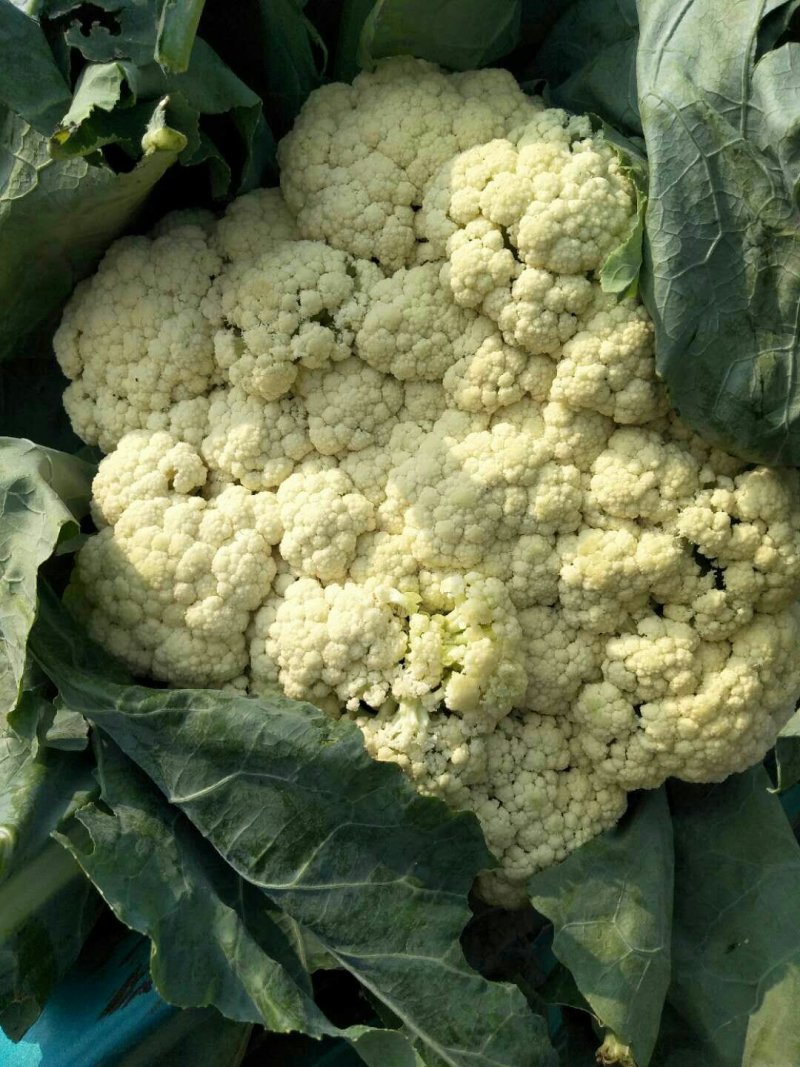 菜花
