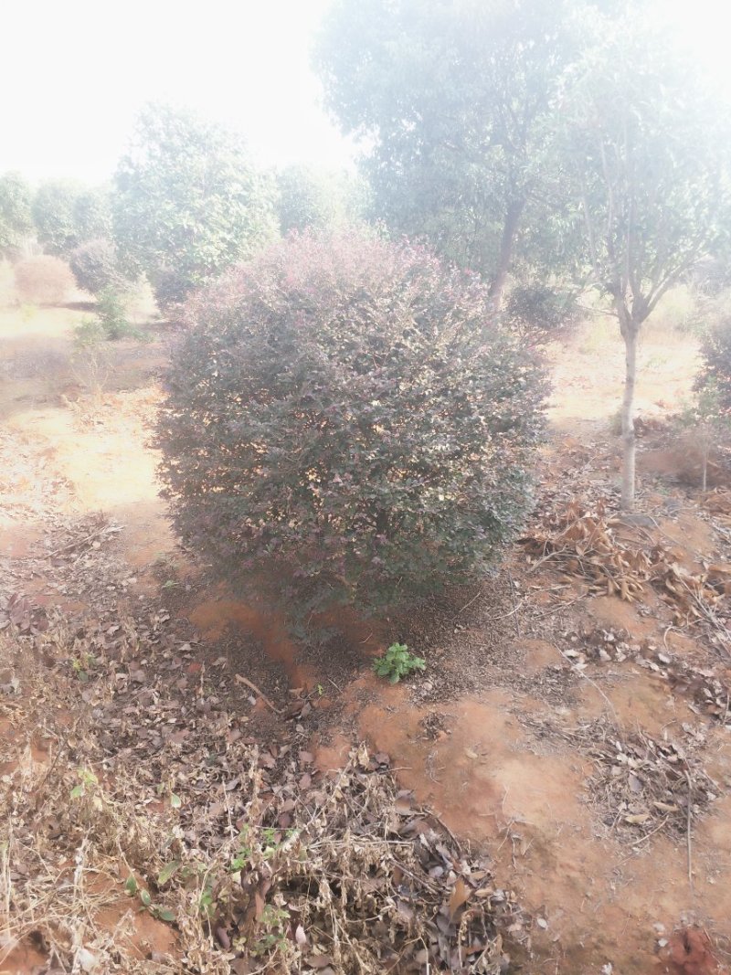 红花继木球