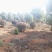 红花继木球