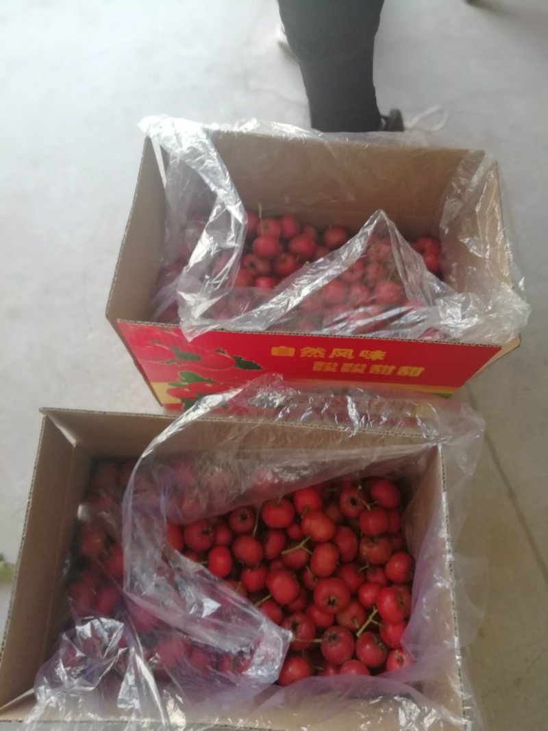 精品山楂果