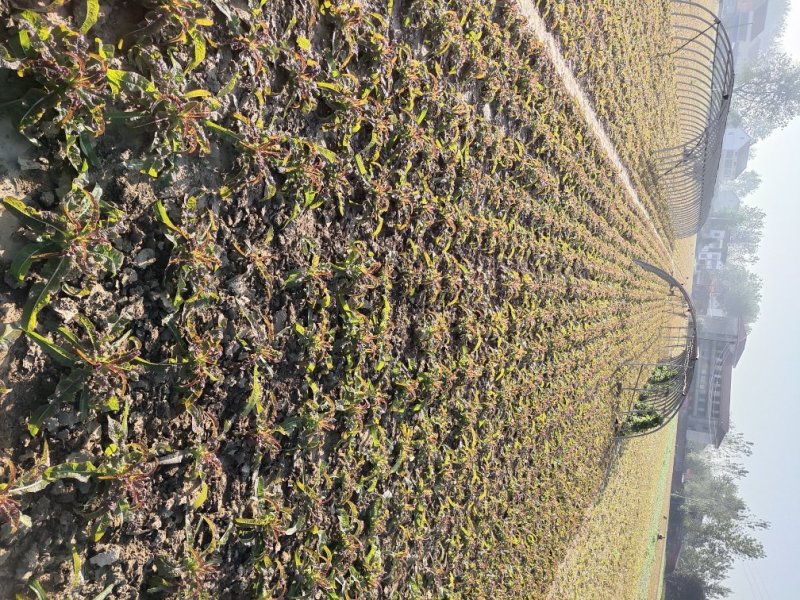 红叶香莴苣