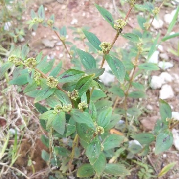 飞扬草