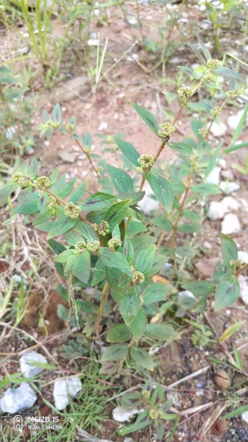飞扬草