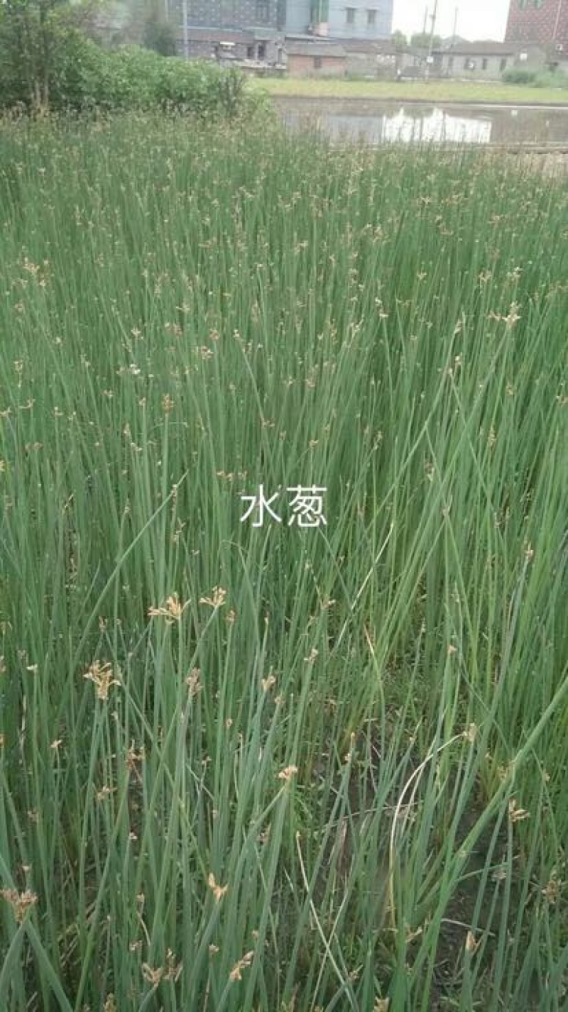 香蒲40~60cm