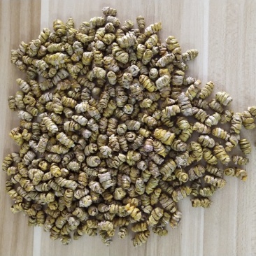 浙江雁荡山铁皮石斛一级枫斗量大从优，欢迎咨询