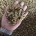 浙江雁荡山铁皮石斛一级枫斗量大从优，欢迎咨询
