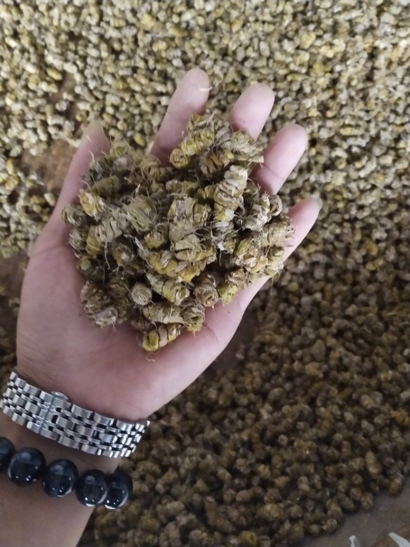 浙江雁荡山铁皮石斛一级枫斗量大从优，欢迎咨询