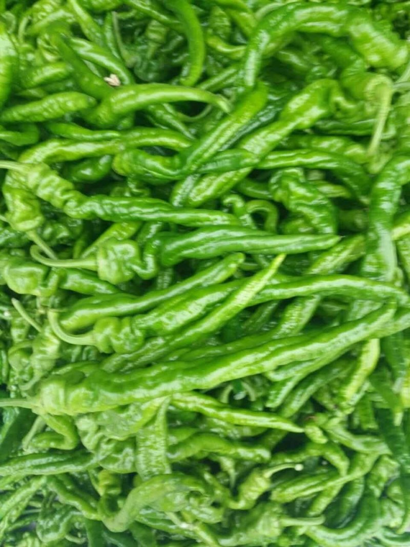 螺丝椒，现己大量上市，优质货源，产地供货，保质保量