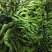 螺丝椒，现己大量上市，优质货源，产地供货，保质保量