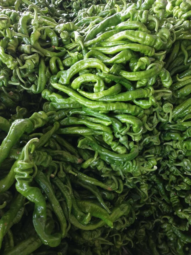 螺丝椒，现己大量上市，优质货源，产地供货，保质保量