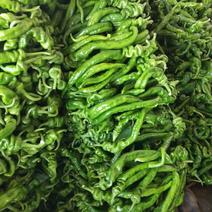 鲜辣椒，螺丝椒现己大量上市，优质货源，产地供货。