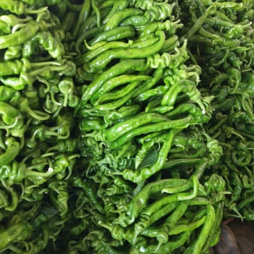 螺丝椒，现己大量上市，优质货源，产地供货，保质保量